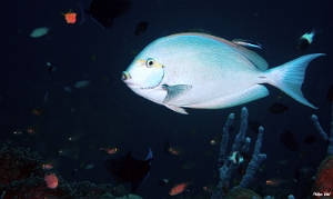 Maldives 2021 - Chirurgien a queue blanche - Pale surgeonfish - acanthurus mata - DSC00266_rc